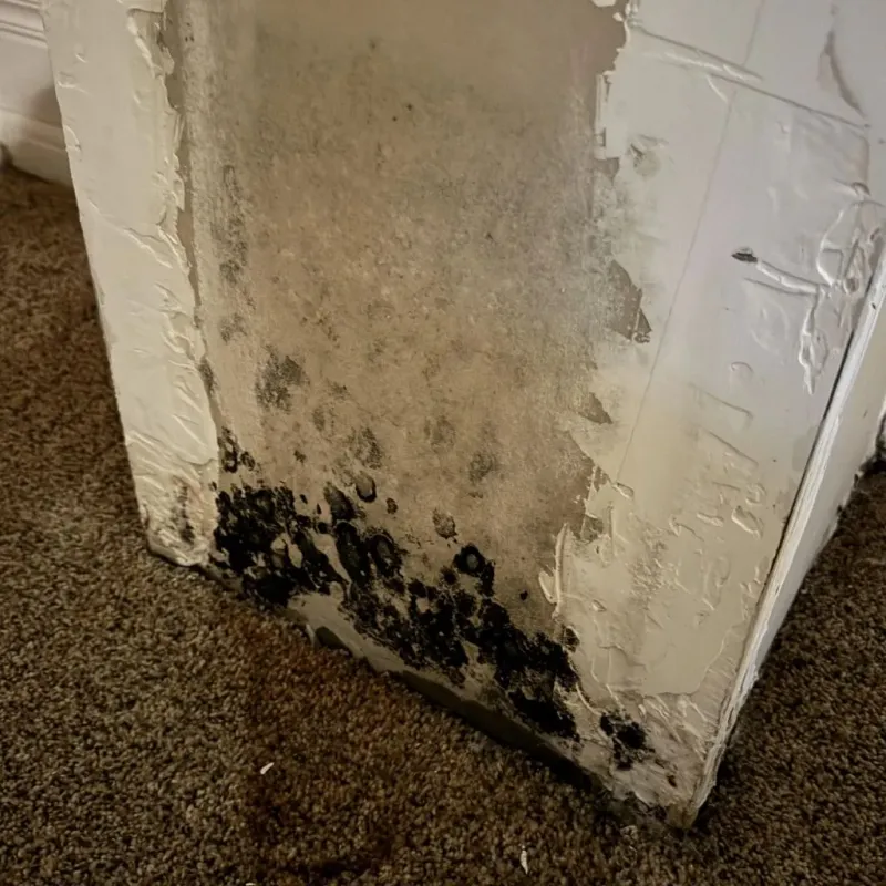 Professional Mold Removal in Ellsworth County, KS